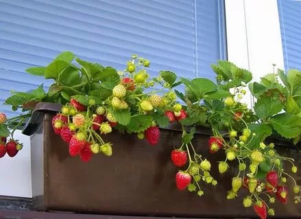 Как вырастить клубнику на балконе в домашних условиях?