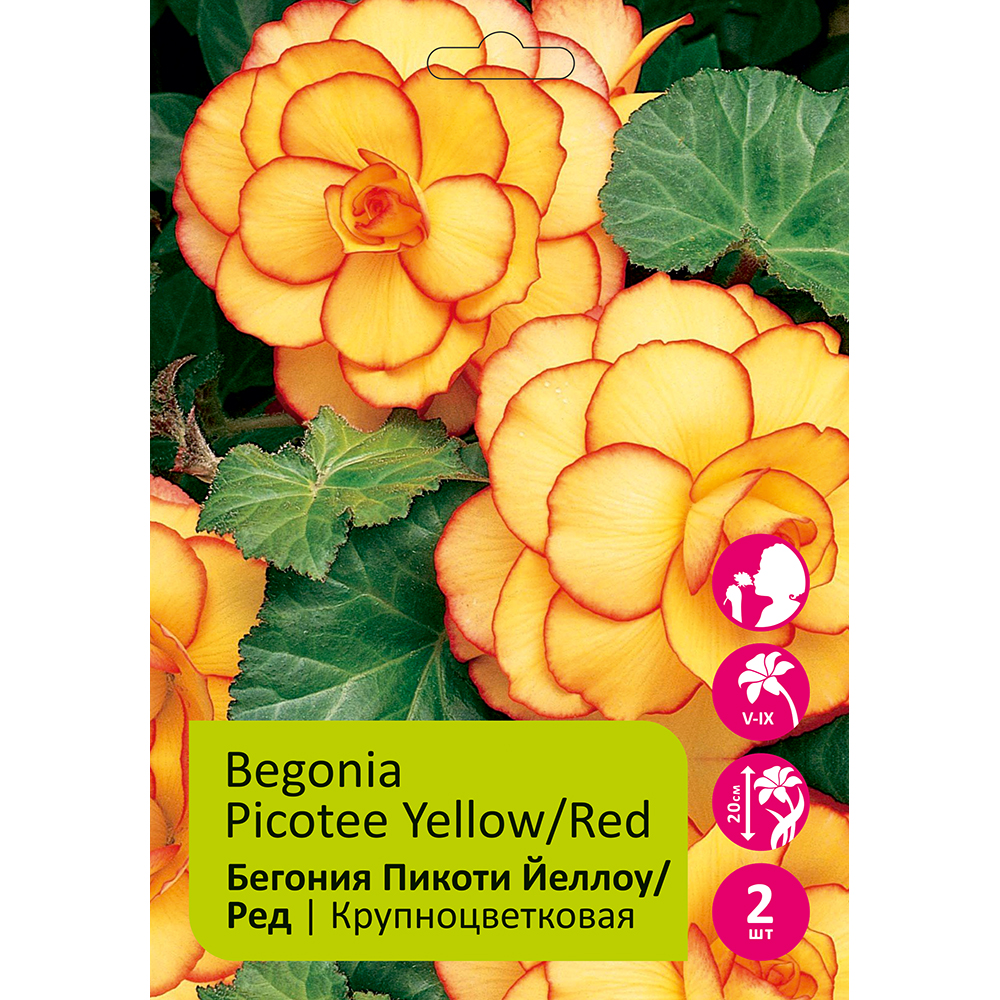 Бегония клубневая крупноцветковая Пикоти Йеллоу/Ред  2шт 4/5 /Begonia Picotee Yellow/Red