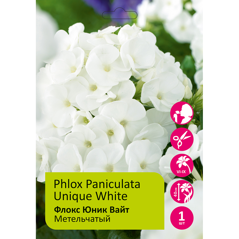 Флокс метельчатый Юник Вайт 1шт/Phlox paniculata Unique White (для Патио) 
