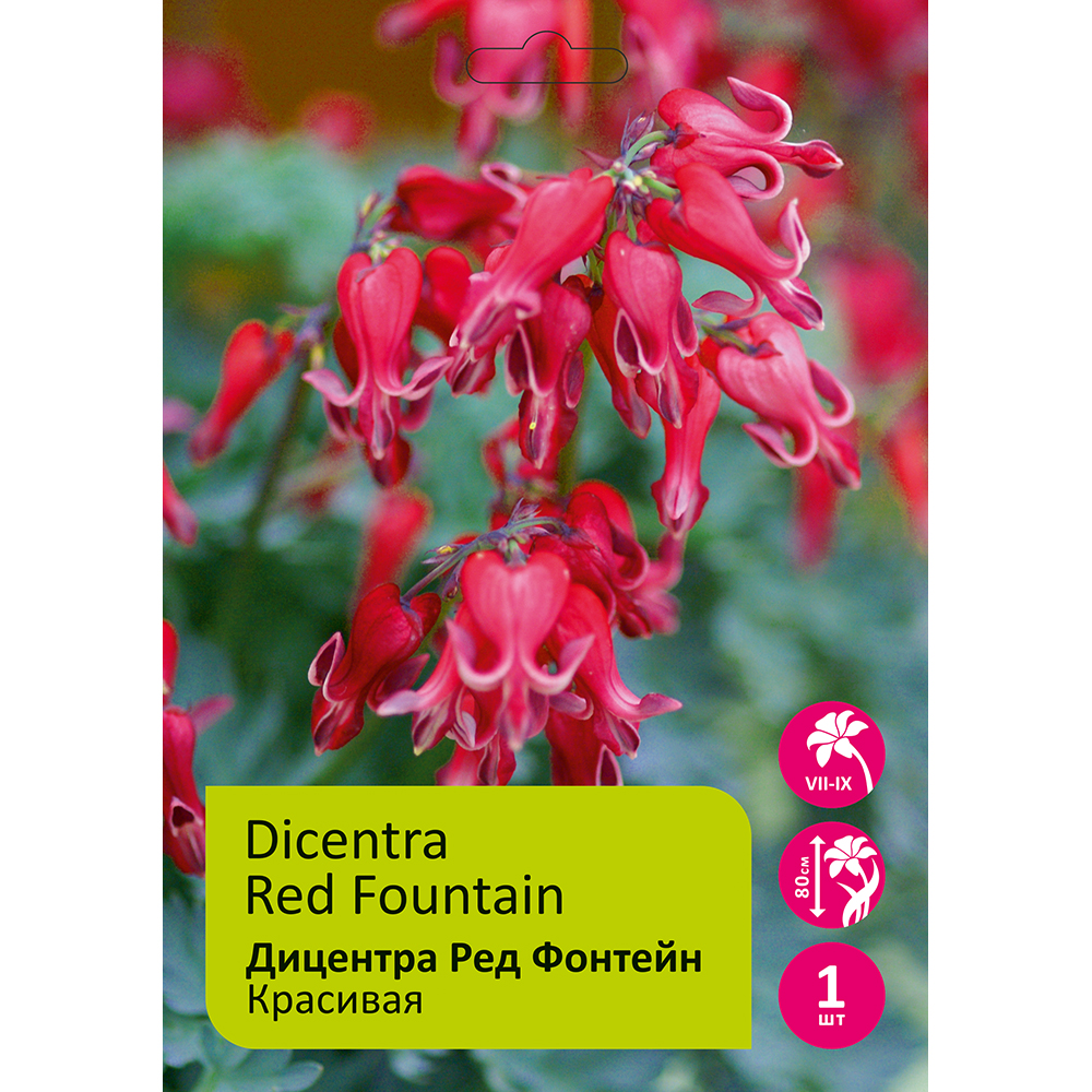 Дицентра Ред фонтейн 1шт /Dicentra Red Fountain