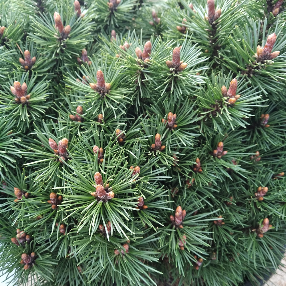 Сосна горная Клостергюн С15 (высота 40-50см) 1шт/Pinus mugo Klostergrun