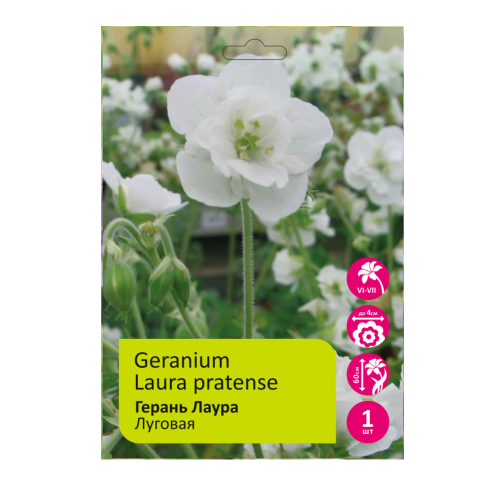 Герань Лаура луговая 1шт./Geranium pratense Laura