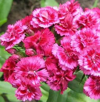 Гвоздика перистая Маджик Р9 1шт/Dianthus plumarius Magic