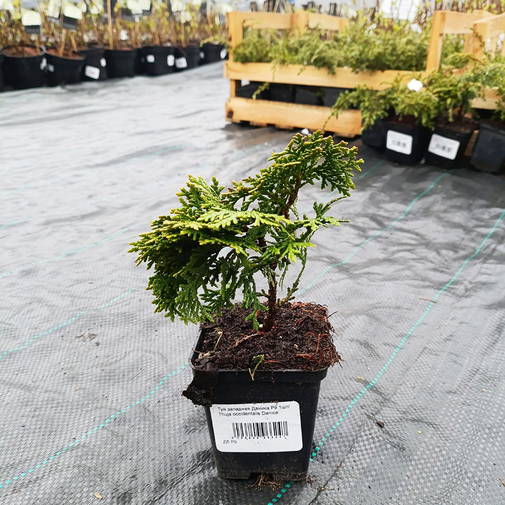 Туя западная Даника P9 1шт/ Thuja occidentalis Danica