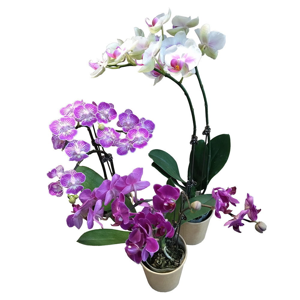 Фаленопсис мультифлора в горшке диаметром 9см/ 1шт