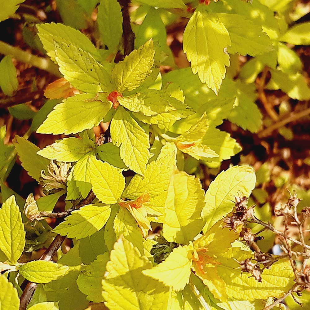 Спирея японская Литл Флэйм Минспил С2 H20-30 1шт