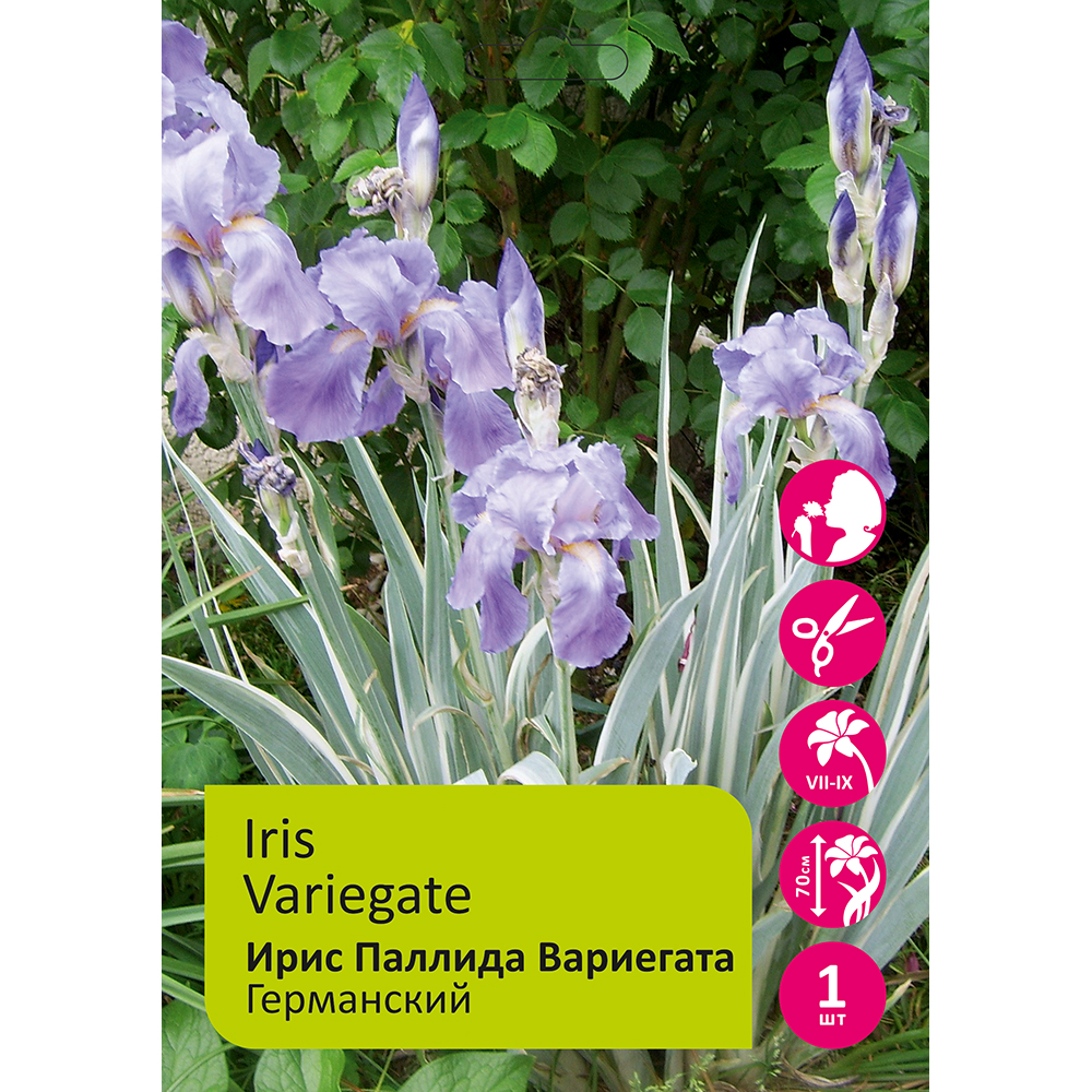 Ирис Паллида Вариегата германский 1шт I/Iris Variegate