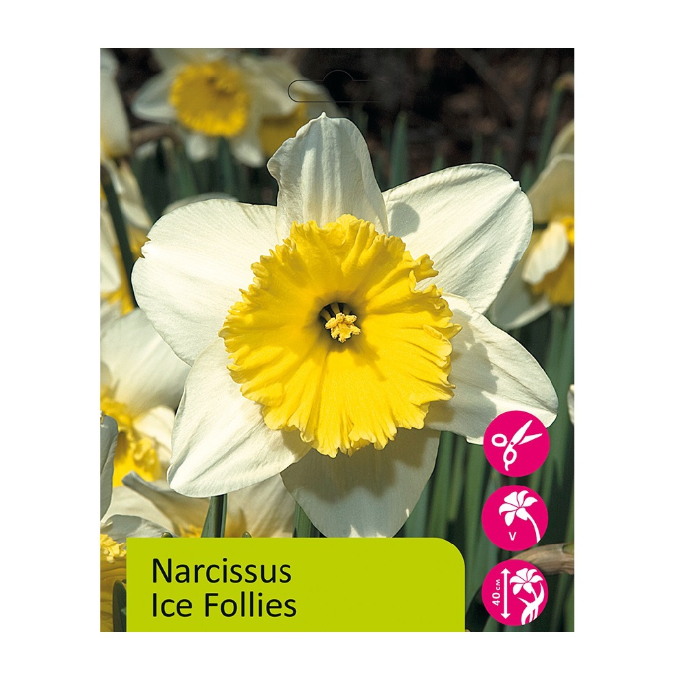 Нарциссы Айс Фоллис d14 (3 шт)