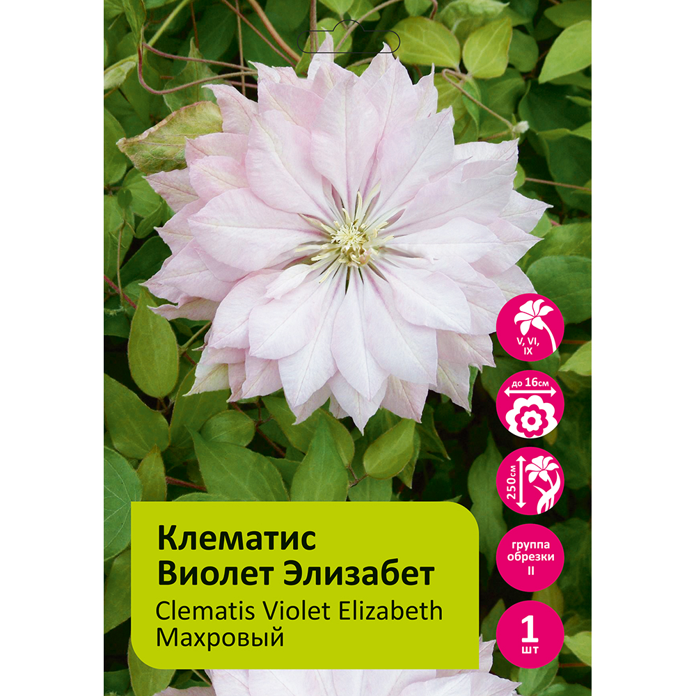 Клематис Виолет Элизабет 1шт гр.обрезки 2 /Clematis Violet Elizabeth