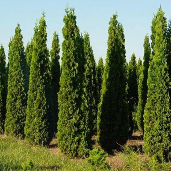 Туя западная Дегрут Спайер С3 (20-30) 1шт/Thuja occidentalis Degroots Spire