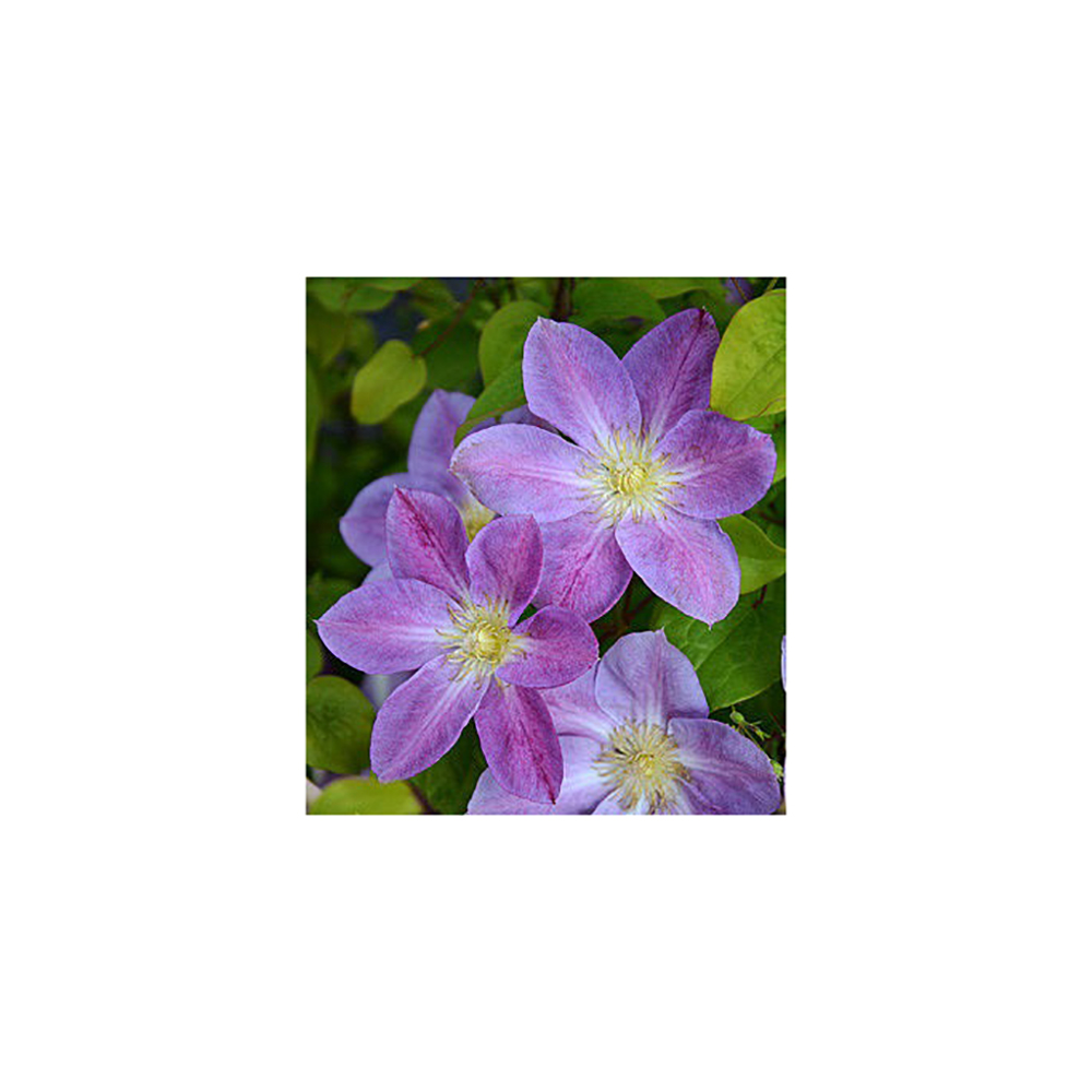 Клематис Чейндж оф Харт гр. обр.3 P9 1шт /Clematis Change of Heart