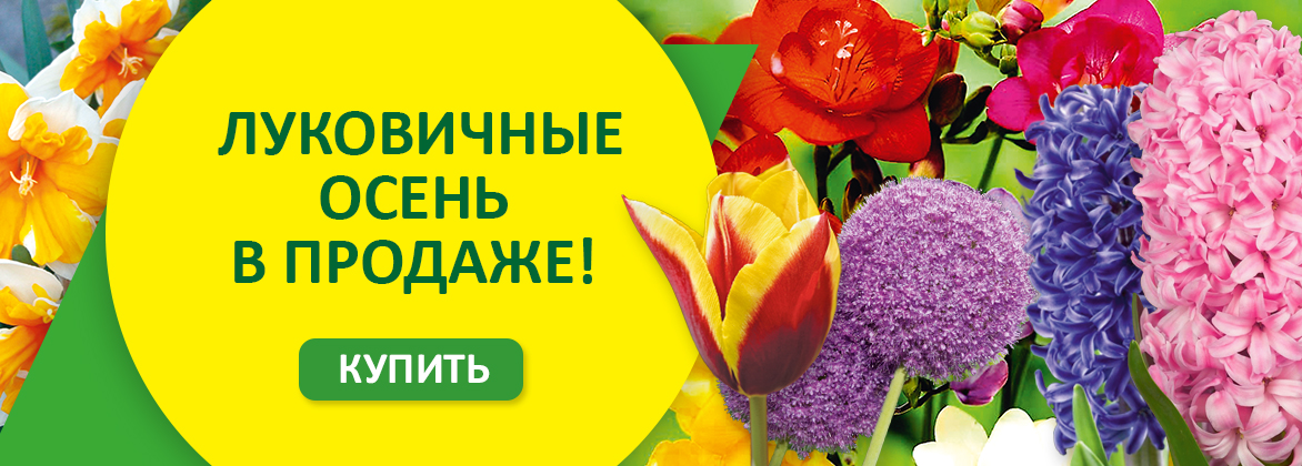 Луковичные ОСЕНЬ уже в продаже