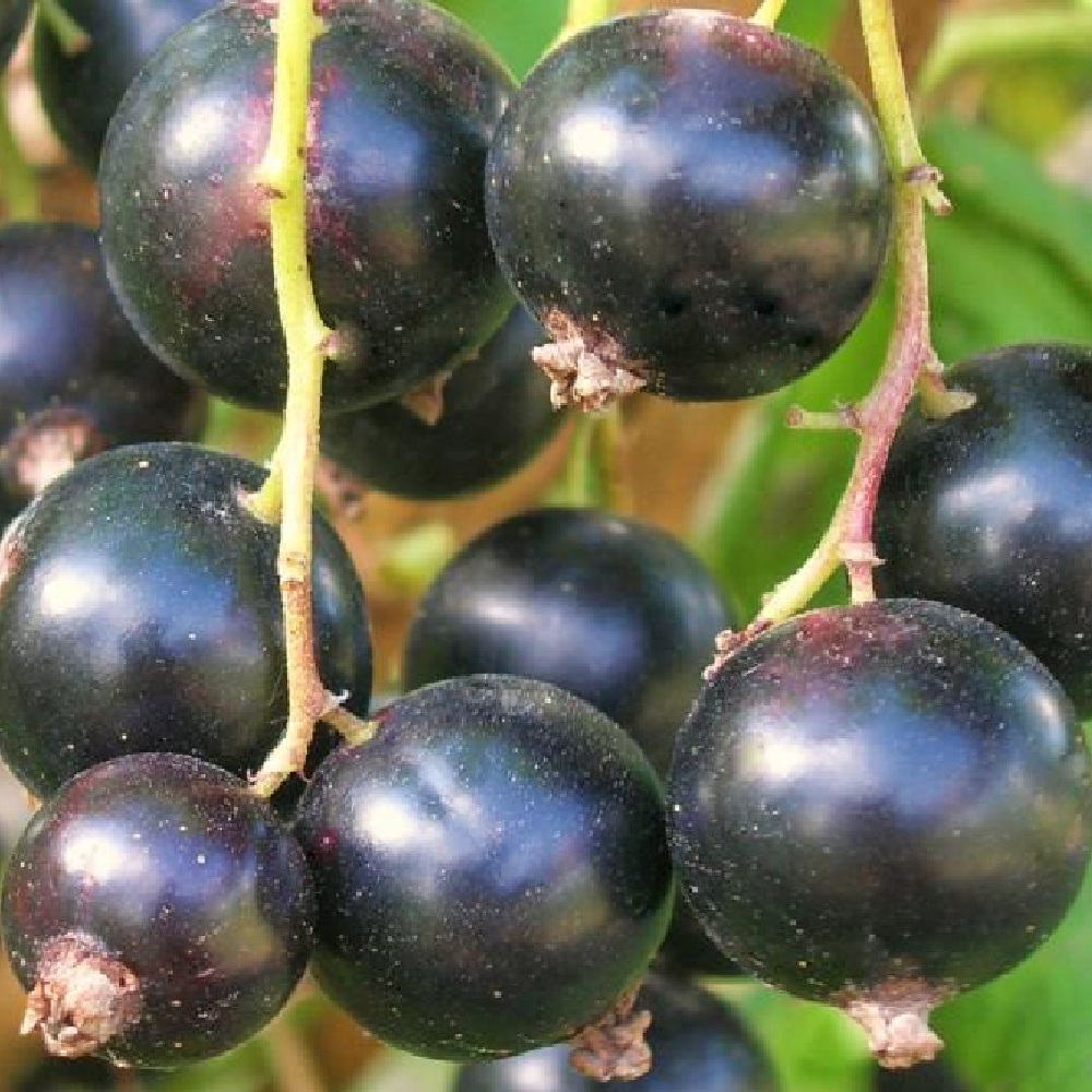 Смородина черная Пигмей  С2-3 1шт.