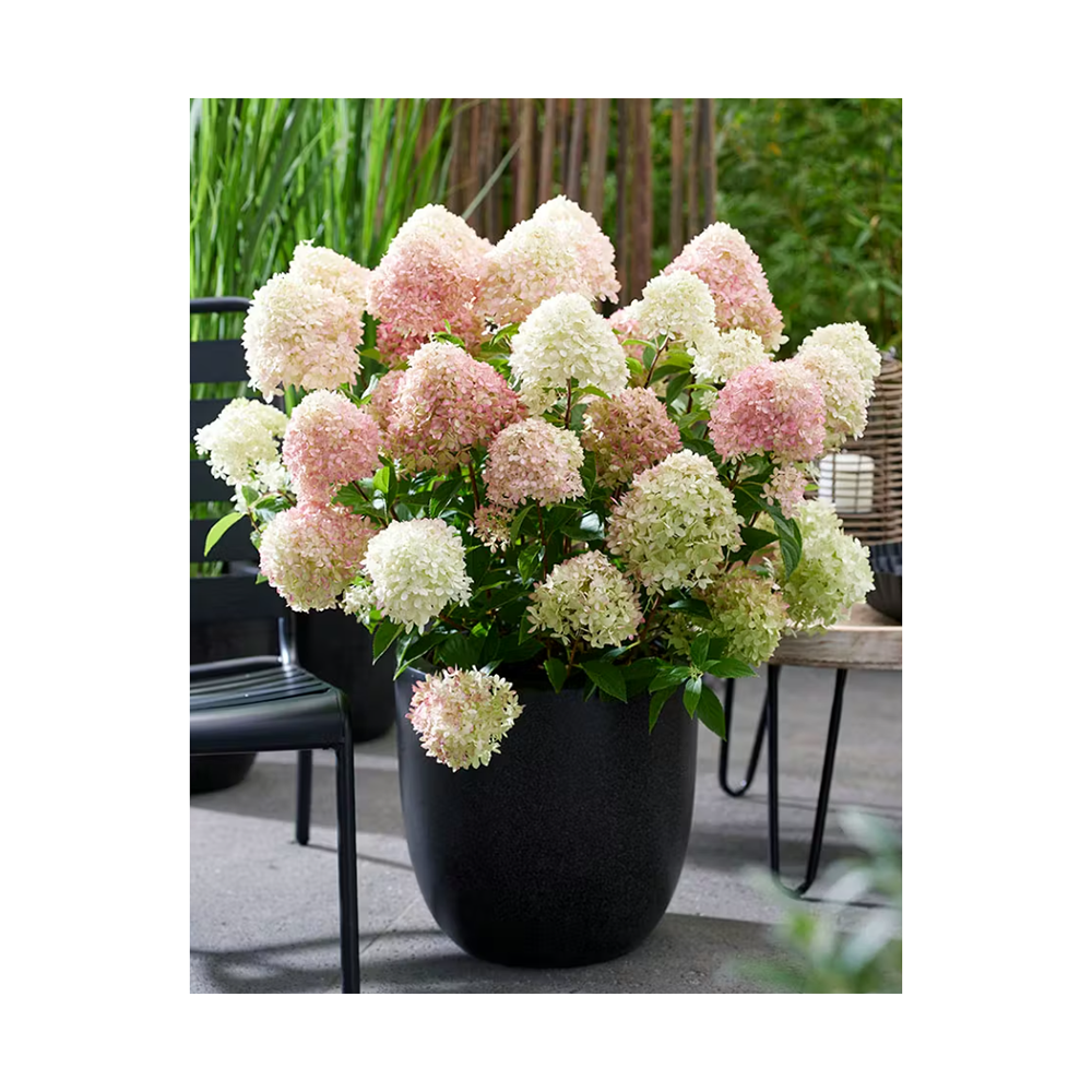 Гортензия метельчатая Диамантино С3 1шт/Hydrangea paniculata DIAMANTINO
