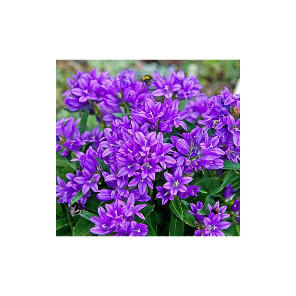 Колокольчик скученный Суперба  Р9 1шт/Campanula glomerata Superba
