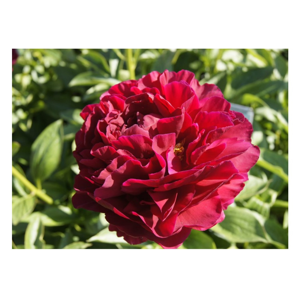 Пион молочноцветковый Олд Фейтфул 1шт 2/3 /Old Faithful (Lao zong cheng/Лао Цзун Чэн)