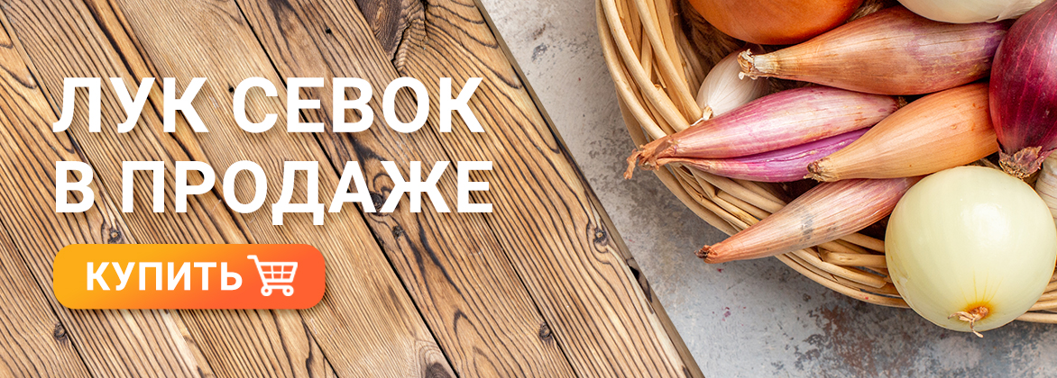 Лук севок 2026
