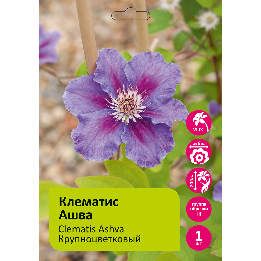 Клематис Ашва 1шт гр.обрезки 3 / Clematis Ashva 