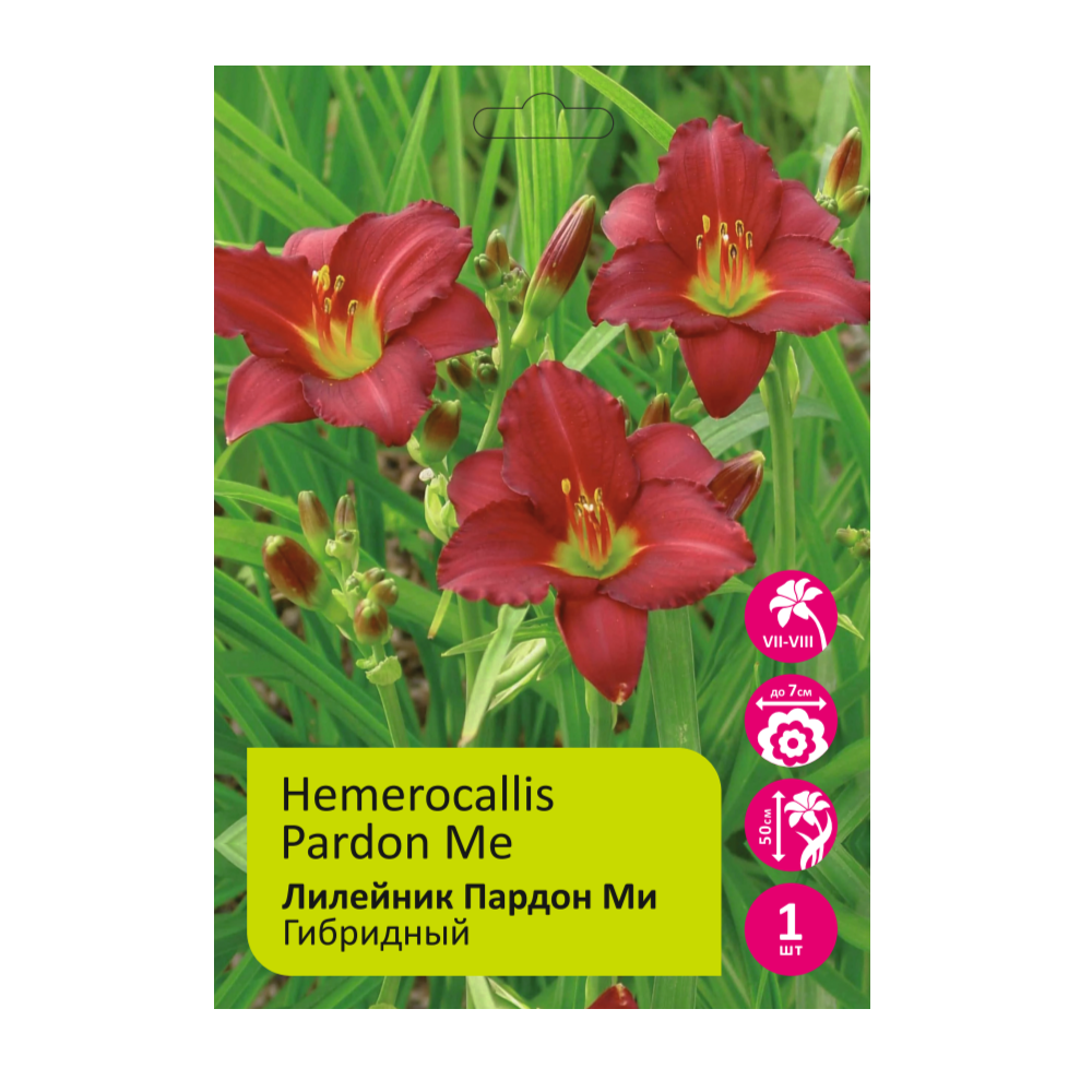 Лилейник Пардон Ми 1шт /Hemerocallis Pardon Me