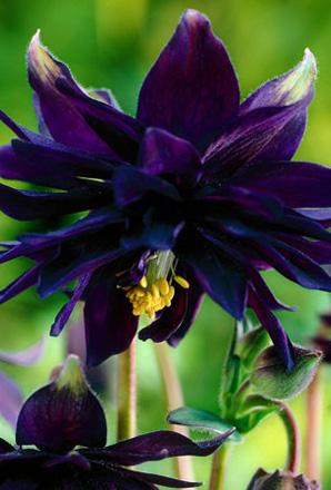 Аквилегия Дабл Пурпл махровая 1шт I