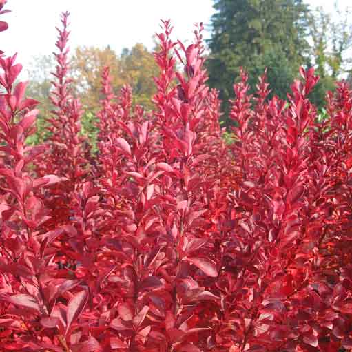 Барбарис Тунберга Ред Рокет С3  1шт/Berberis thunbergii Red Rocket