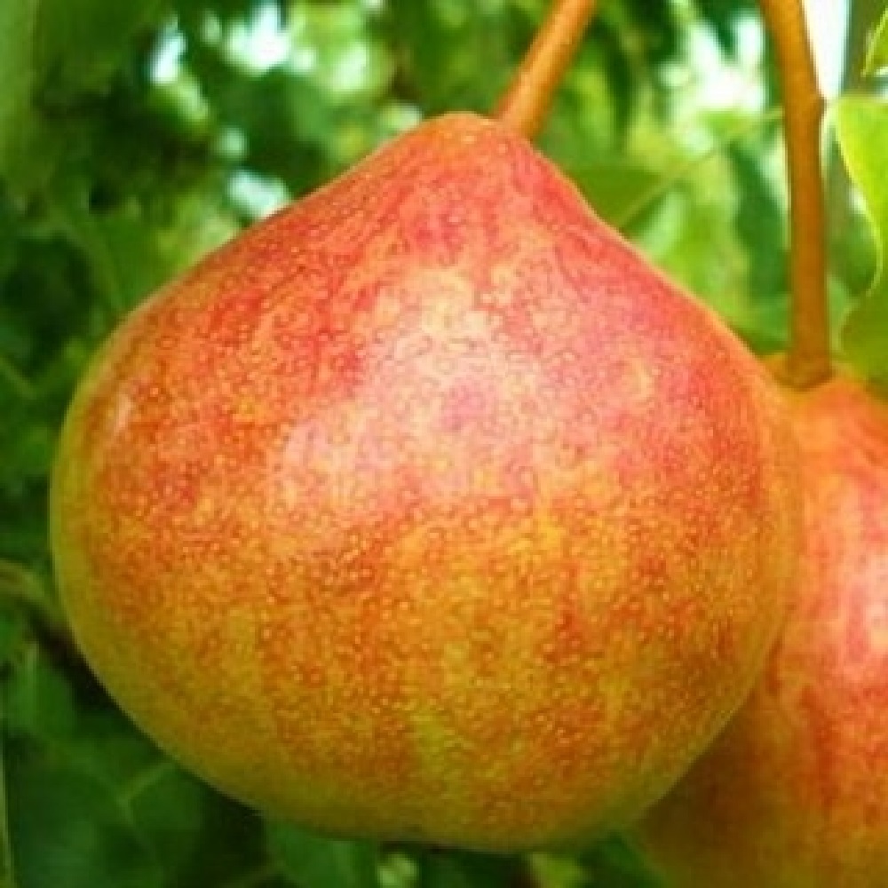 Груша Память Яковлева С2 1шт 