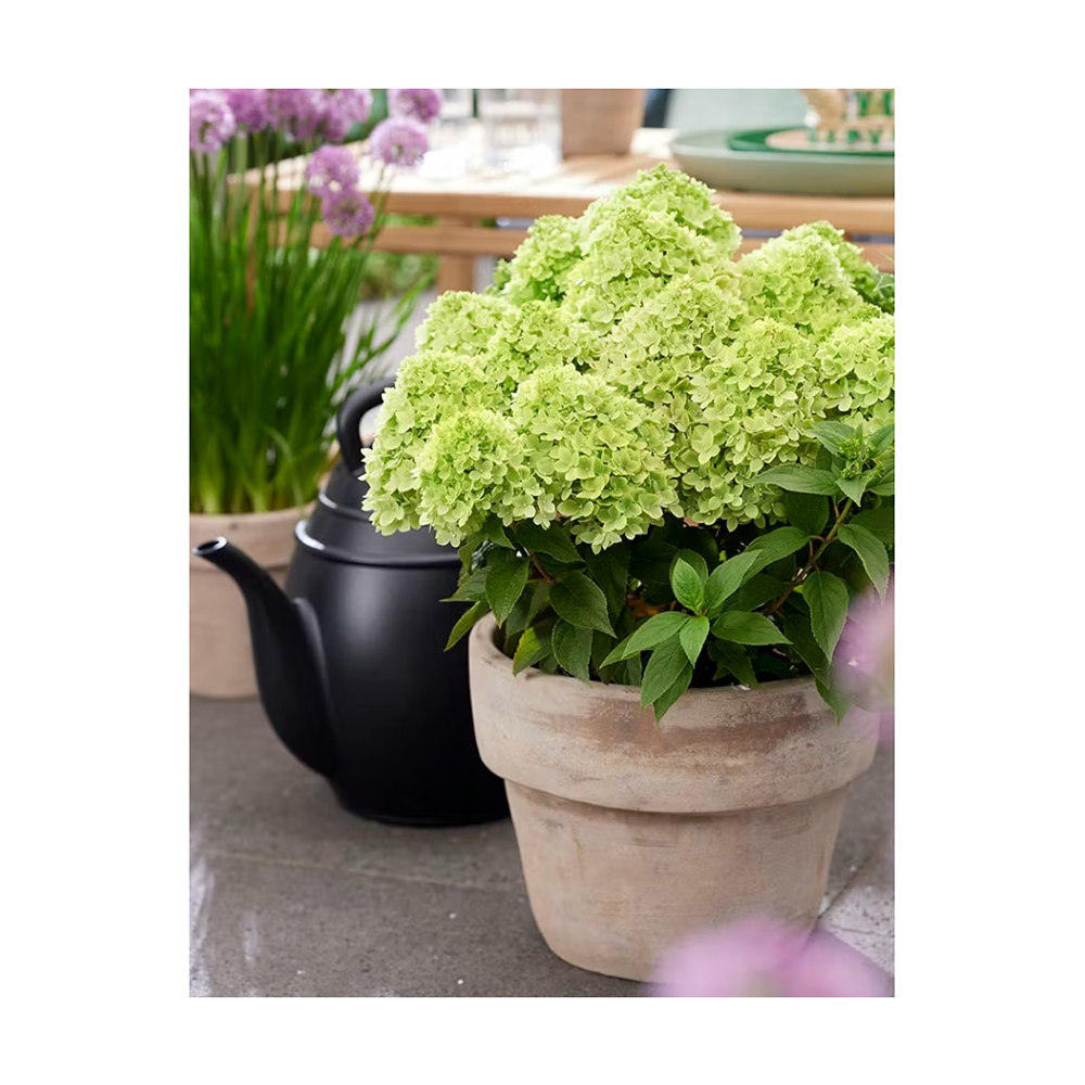 Гортензия метельчатая Мохито С3 1шт/Hydrangea paniculata MOJITO