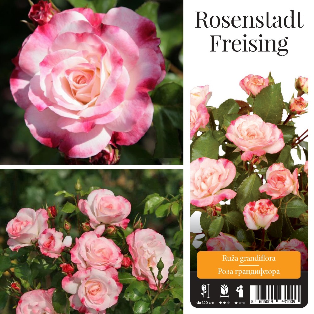 Роза Розенштадт Фрайзинг грандифлора 1шт. /Rosenstadt Freising/20