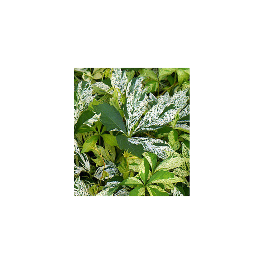 Виноград девичий пятилисточковый Стар Шауэрс С2 1шт/Parthenocissus quinquefolia STAR SHOWERS
