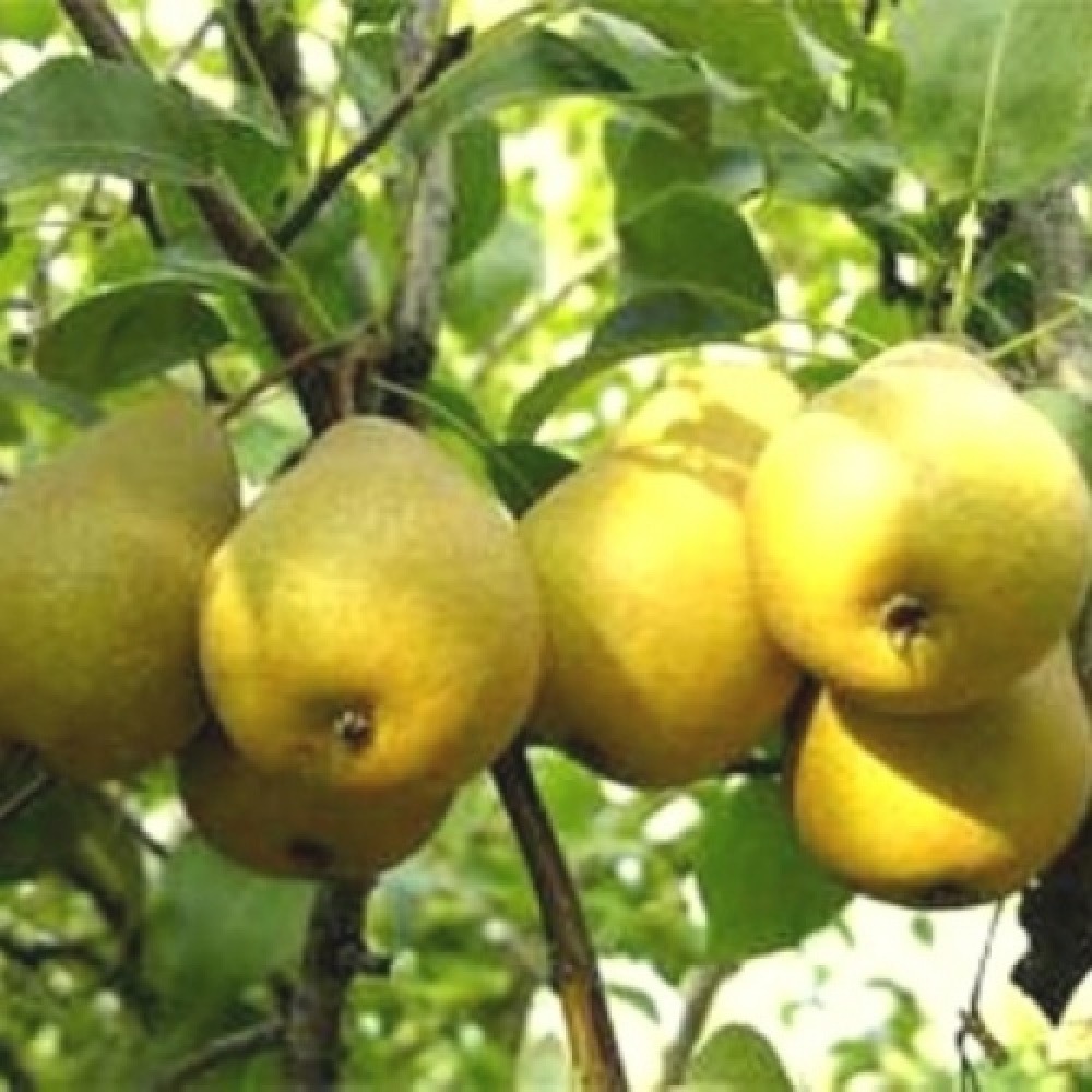 Груша Аленушка 1шт