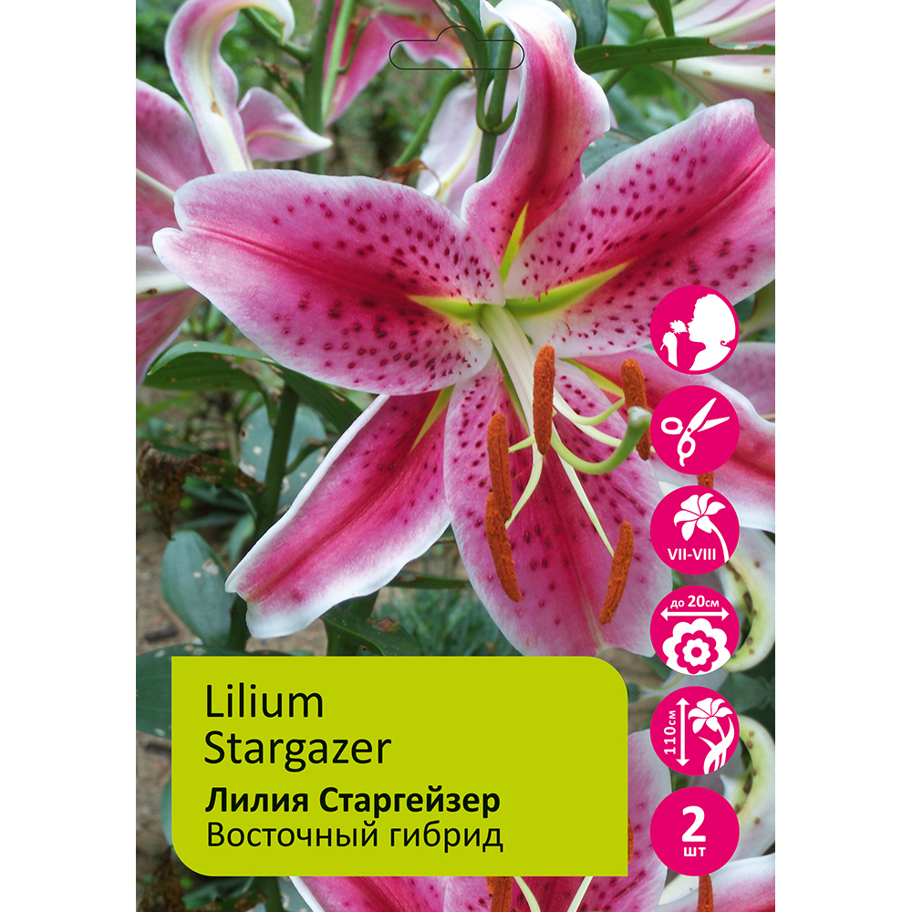 Лилия Стар гейзер 2шт 14/16/Lilium Star Gazer