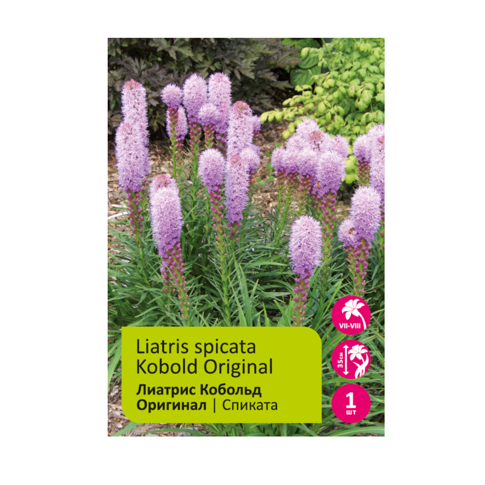 Лиатрис спиката Кобольд 1шт /Liatris Kobold Original