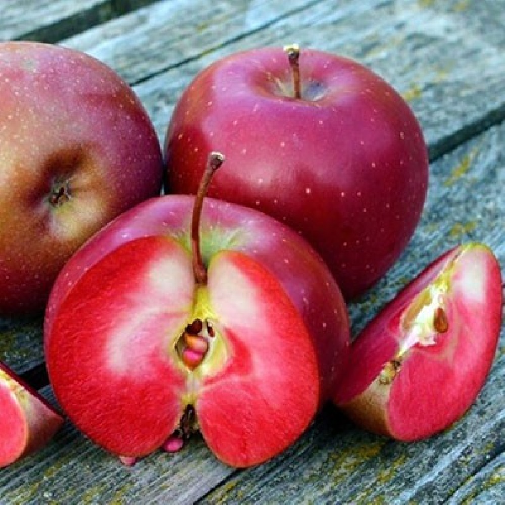 Яблоня Байя Мариса красномякотная (подвой 54-118 полукарликовый) (в сетке) 1шт