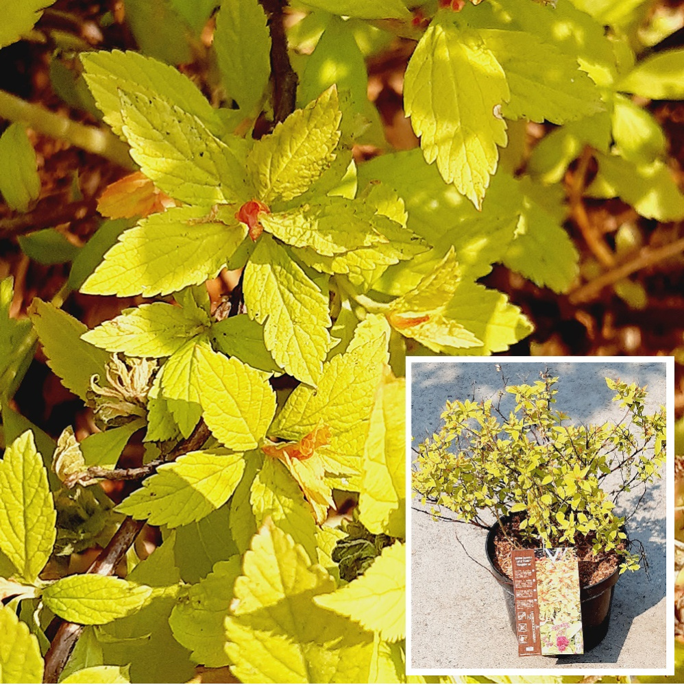 Спирея японская Литл Флэйм Минспил С2 H20-30 1шт