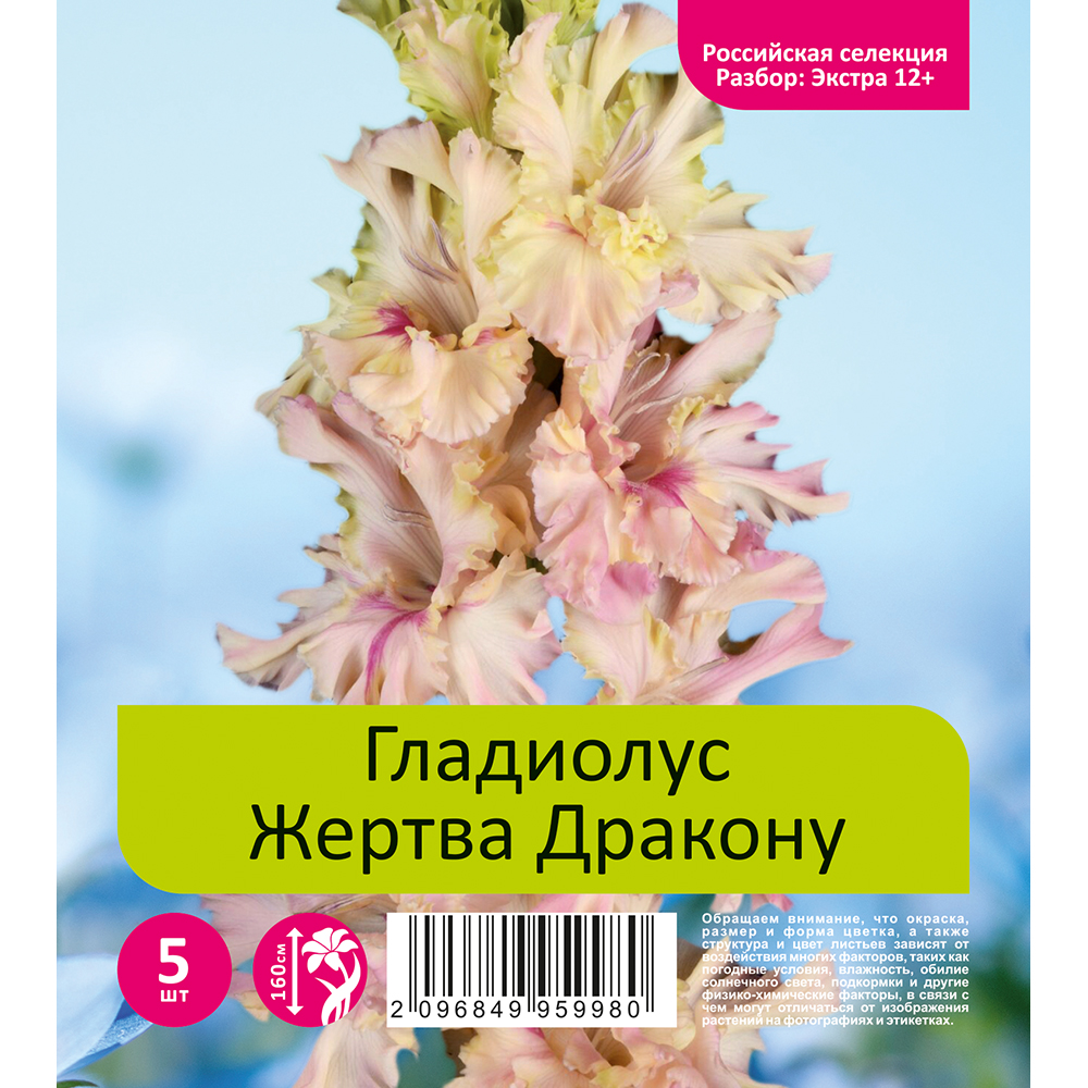 Гладиолус Жертва Дракону 5шт (разбор экстра  12+)