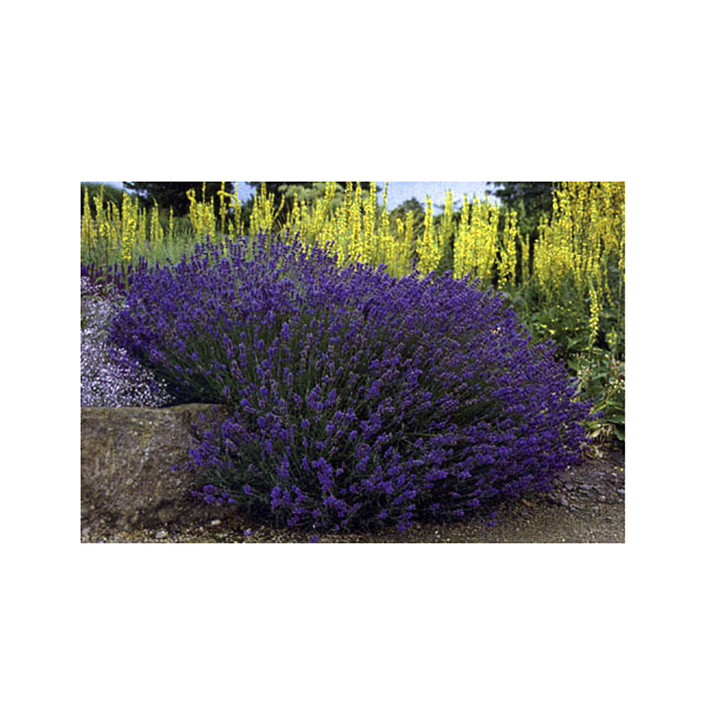 Лаванда узколистная Хидкот С1.5 1шт/Lavandula angustifolia Hidcote