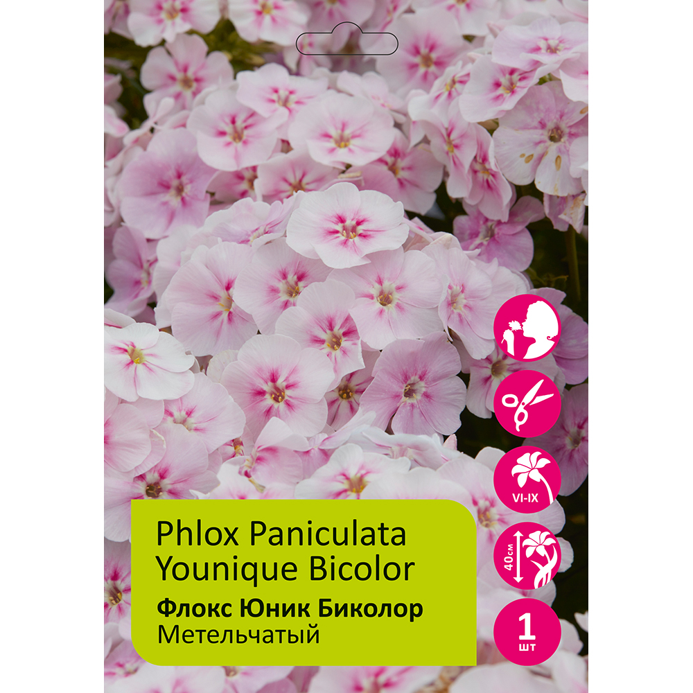Флокс метельчатый Юник Биколор 1шт/Phlox paniculata Unique Bicolor (для Патио)