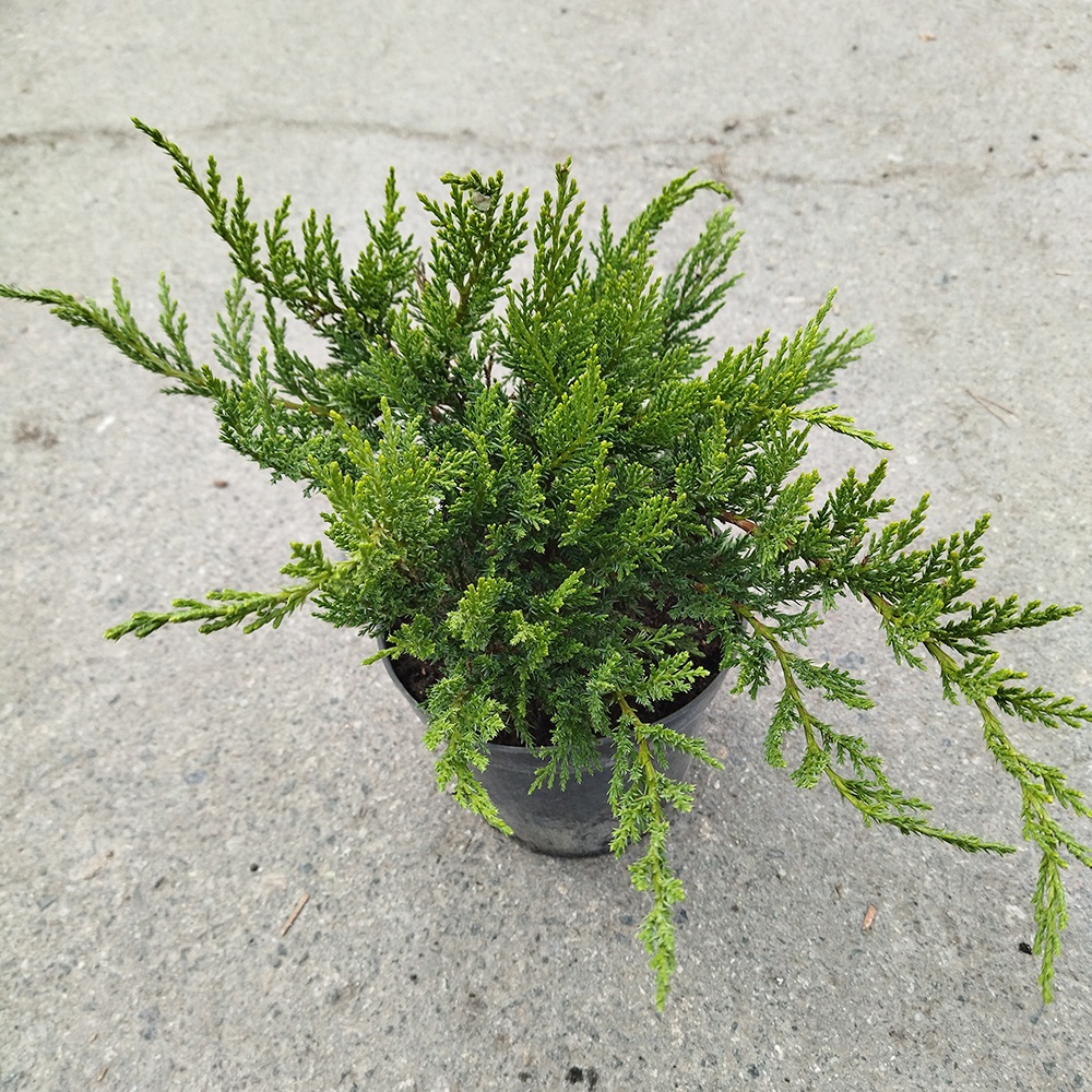Можжевельник казацкий Тамарисцифолия С2 1шт/ Juniperus sabina Tamariscifolia