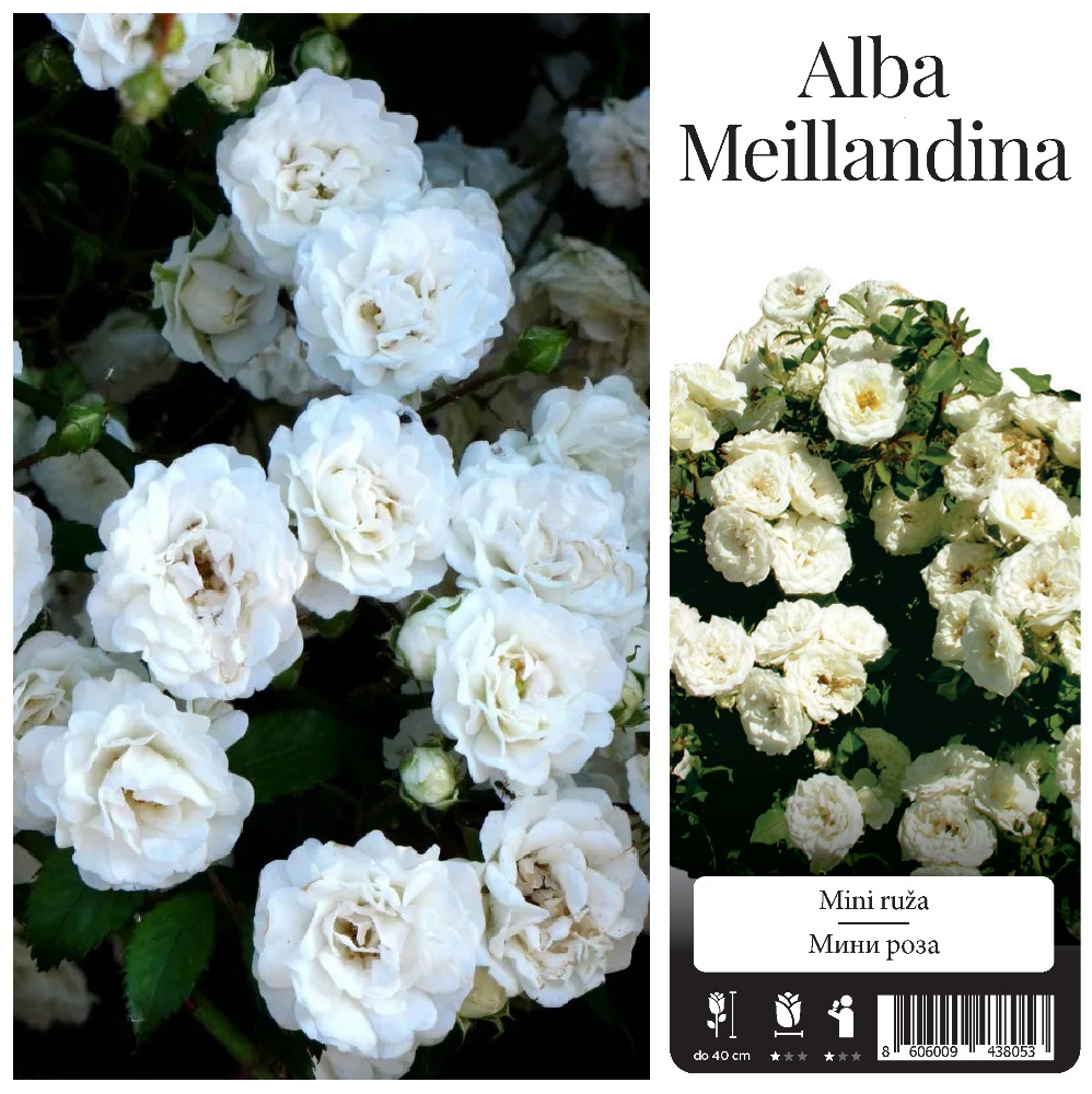 Роза Альба Мейландина миниатюрная 1шт./ Alba Meillandina /20