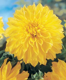 Георгина Американ Сан 1шт/Dahlia American Sun