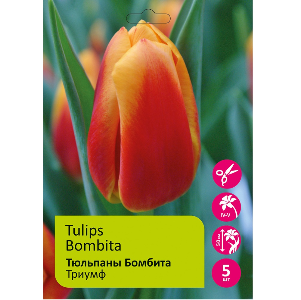Тюльпаны Бомбита 5шт Триумф  11/12 /Tulips Bombita