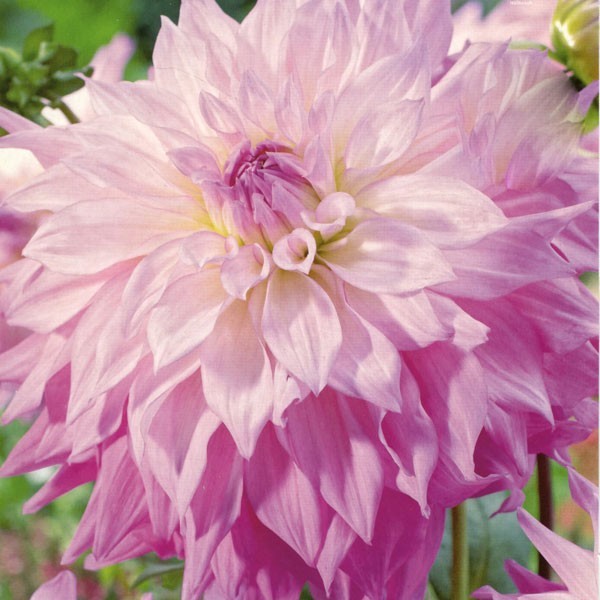 Георгина Сэр Альф Ремси(Сэр Альф Рамсей) 1шт/Dahlia Sir Alf Ramsay