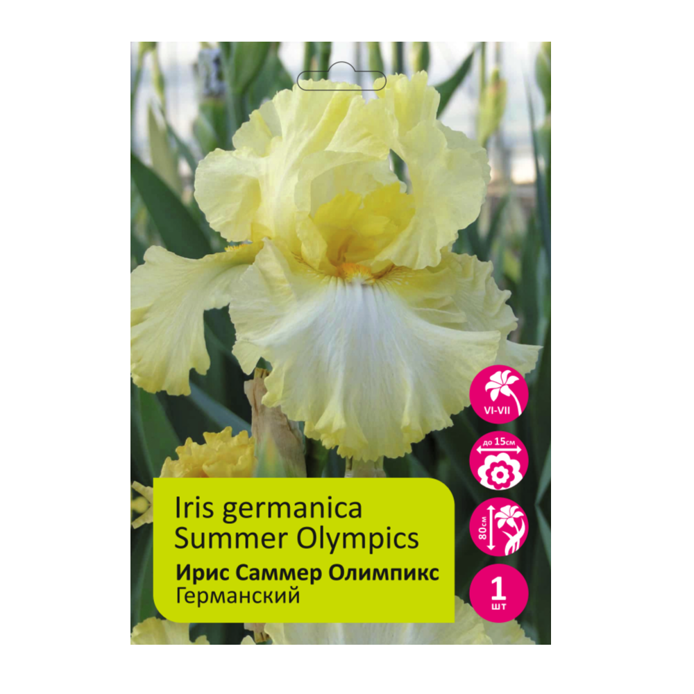Ирис Саммер Олимпикс 1шт германский /Iris Germanica Summer Olympic