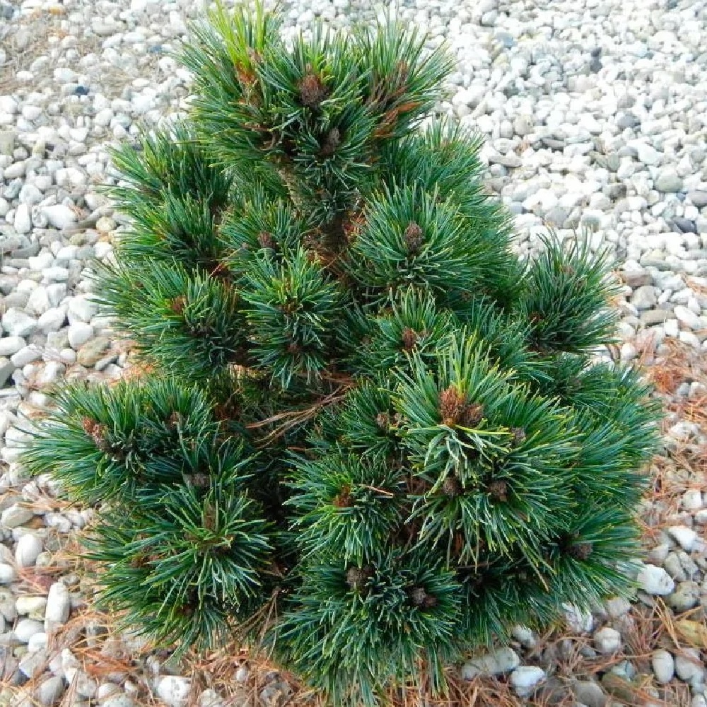 Сосна кедровая европейская С30 H80-100 1шт/Pinus cembra