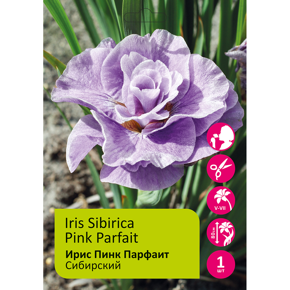 Ирис Пинк Парфаит сибирский 1шт /Iris sibirica Pink Parfait