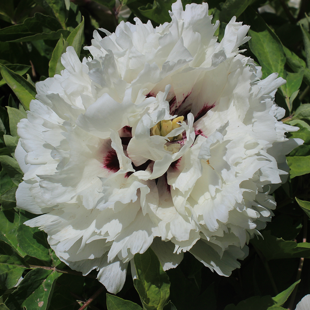 Пион древовидный Пушистая гармония 1шт /Paeonia Jing He Mao(Цзин Хэ Мао)