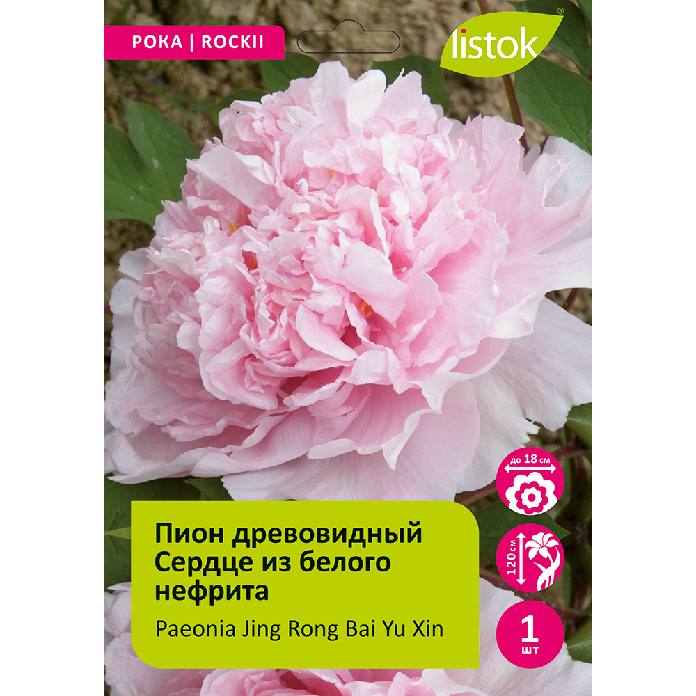 Пион древовидный Сердце из белого нефрита 1шт/Paeonia Jing Rong Bai Yu Xin (Цзин Рун Бай Юй Синь)