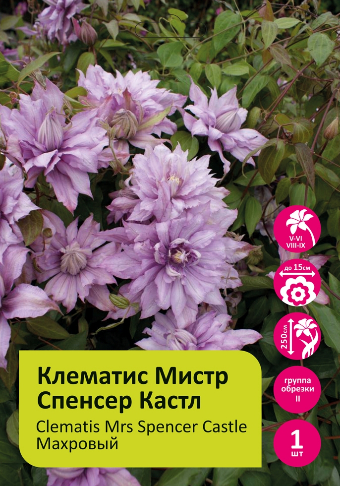 Клематис Мистр Спенсер Кастл 1шт гр. обрезки 2