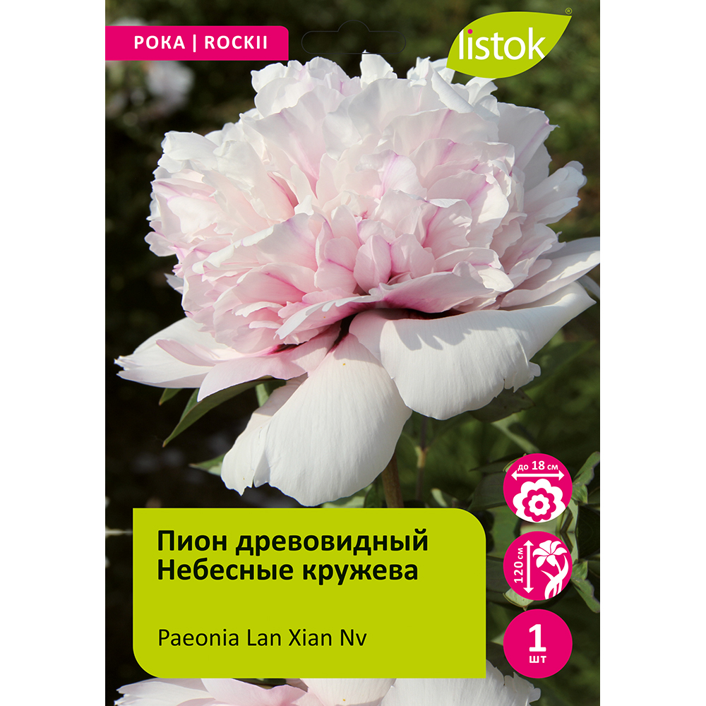 Пион древовидный Небесные кружева 1шт/Paeonia Lan Xian Nv (Лань Сянь Нв)