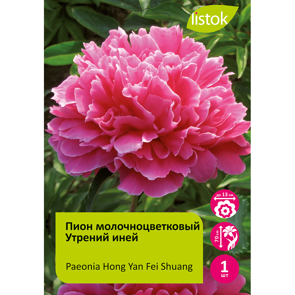 Пион молочноцветковый Утрений иней 1шт/Paeonia Hong Yan Fei Shuang (Хун Ян Фэй Шуан)